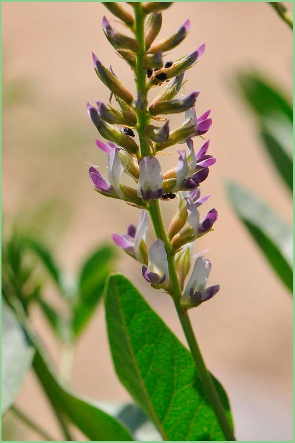 Planta del regaliz Glycyrrhiza glabra